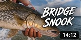 Snook